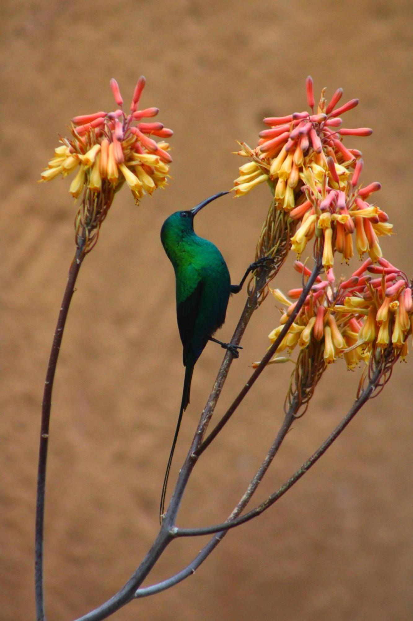 Bosch Luys Kloof Nature Reserve Ladismith Eksteriør bilde