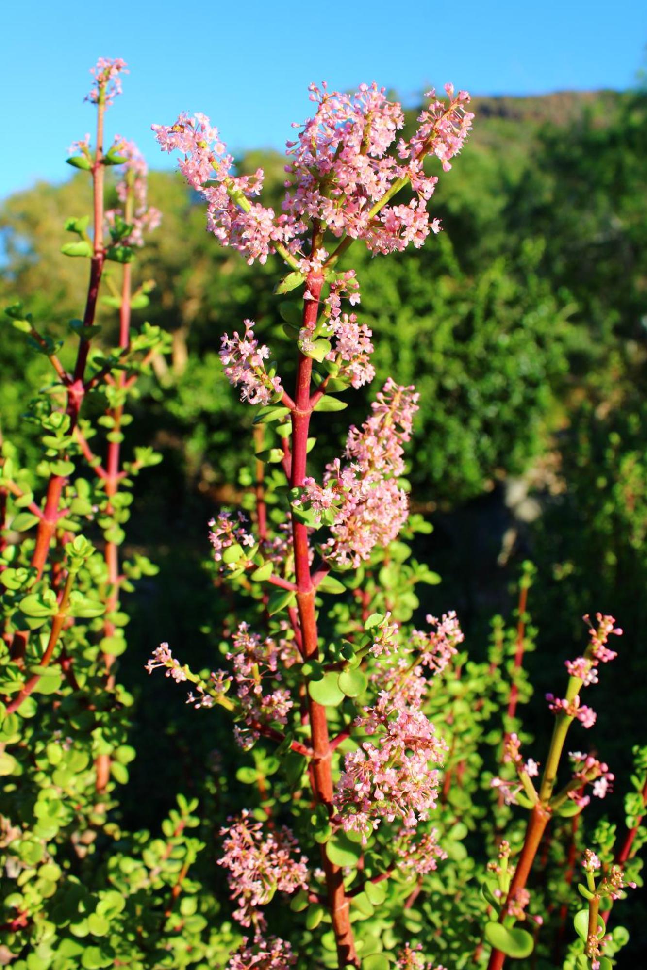 Bosch Luys Kloof Nature Reserve Ladismith Eksteriør bilde