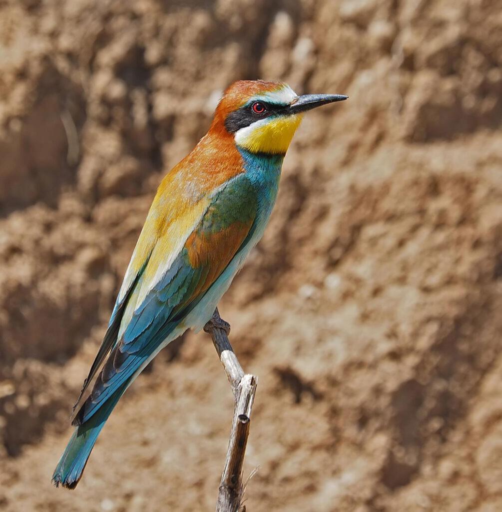 Bosch Luys Kloof Nature Reserve Ladismith Eksteriør bilde