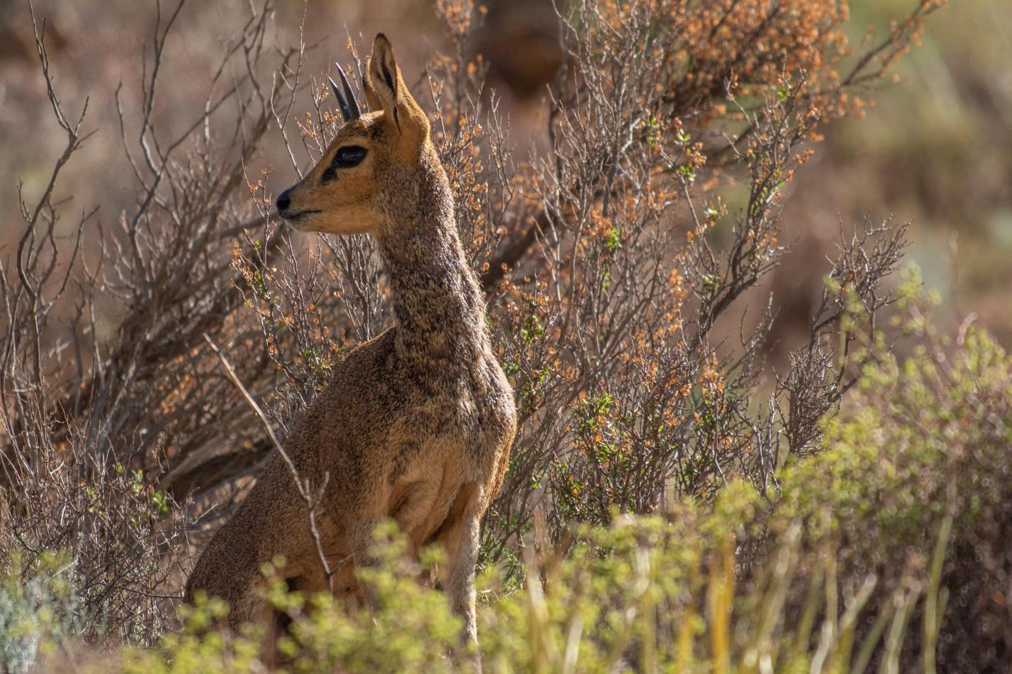 Bosch Luys Kloof Nature Reserve Ladismith Eksteriør bilde