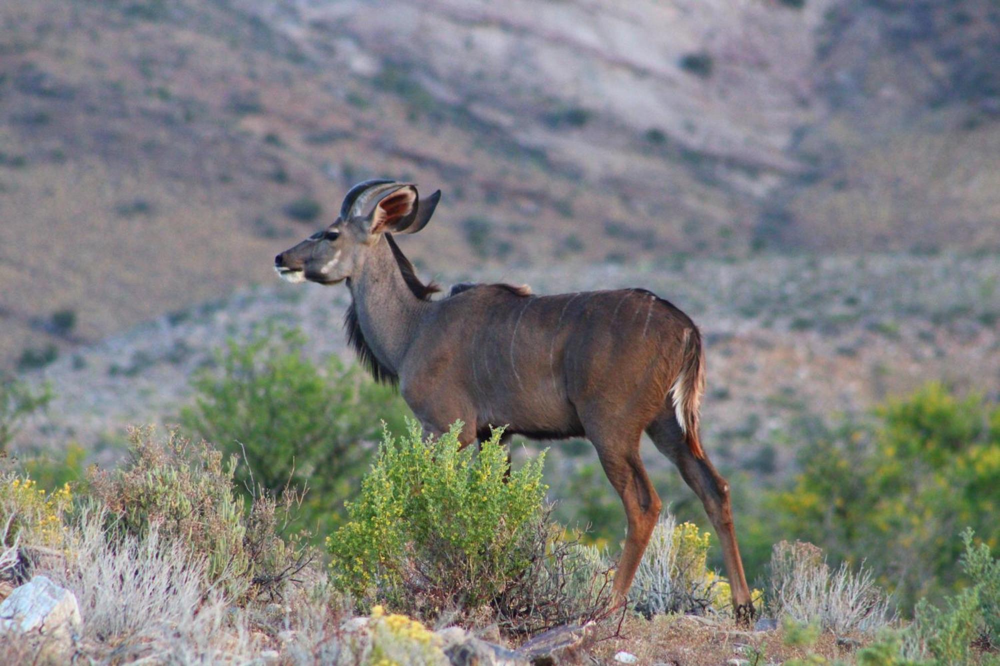 Bosch Luys Kloof Nature Reserve Ladismith Eksteriør bilde