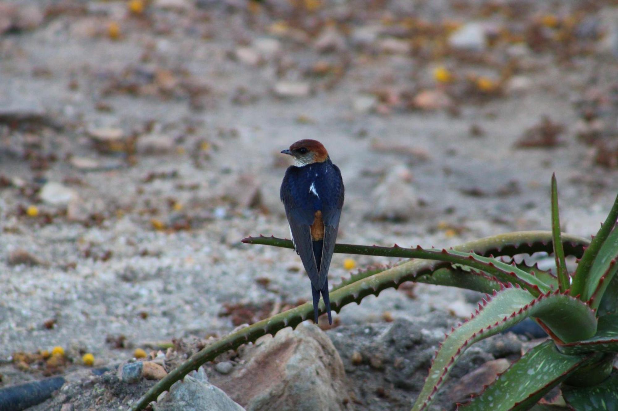 Bosch Luys Kloof Nature Reserve Ladismith Eksteriør bilde