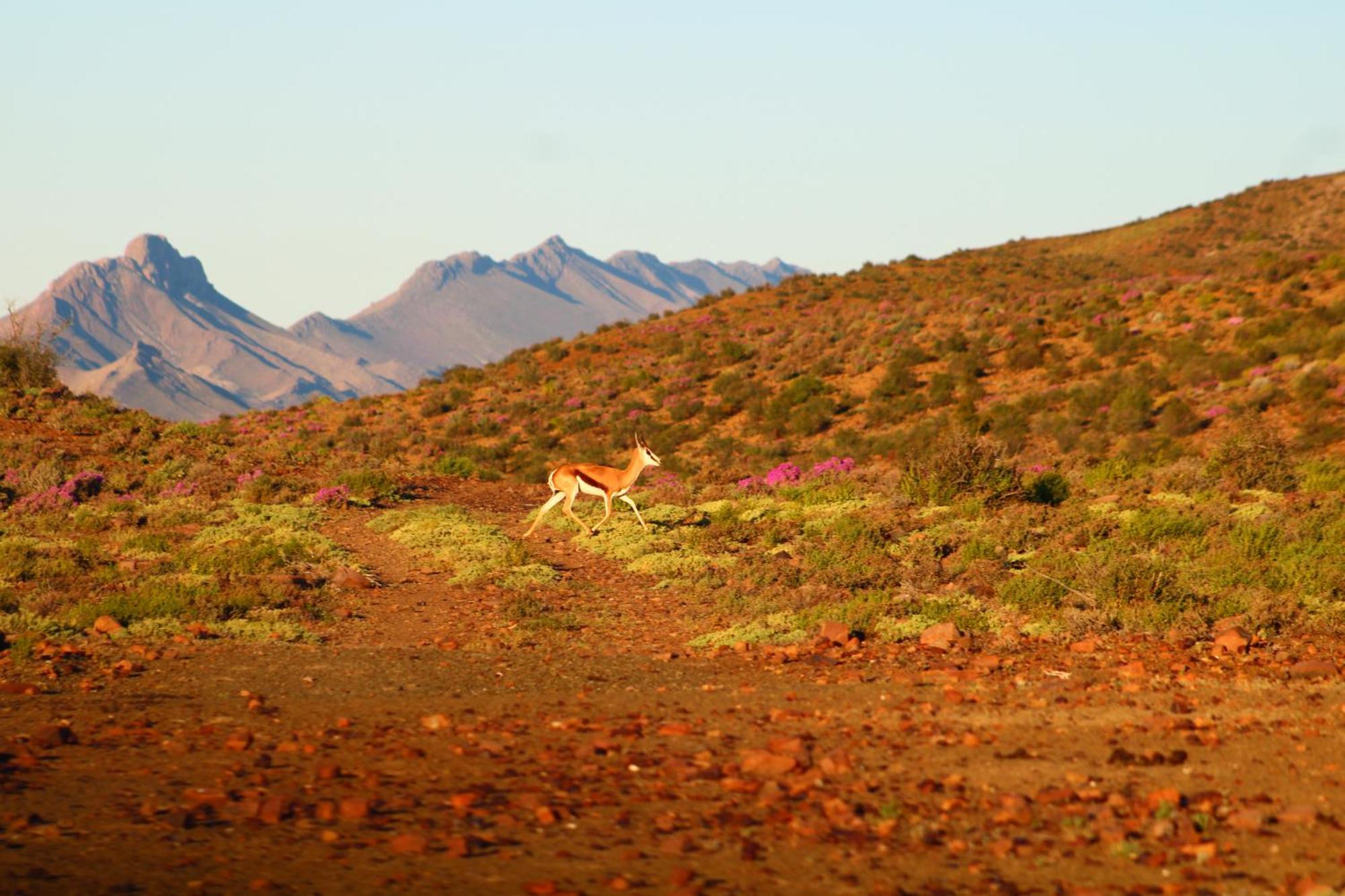 Bosch Luys Kloof Nature Reserve Ladismith Eksteriør bilde